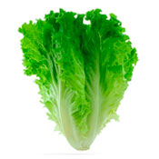 Lechuga